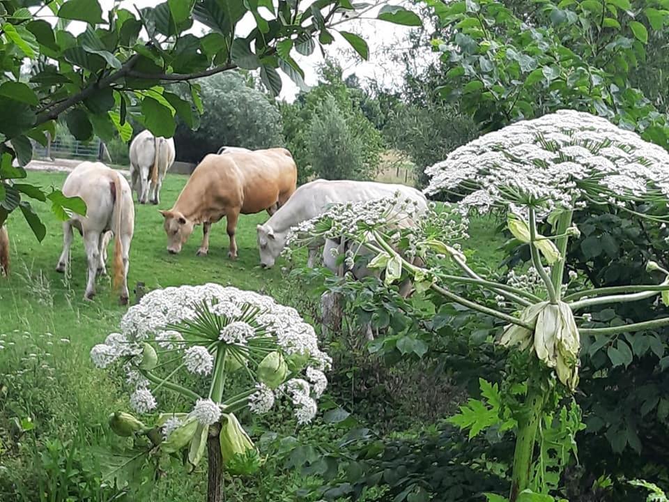 Hotel Berg En Dal Epen Kültér fotó